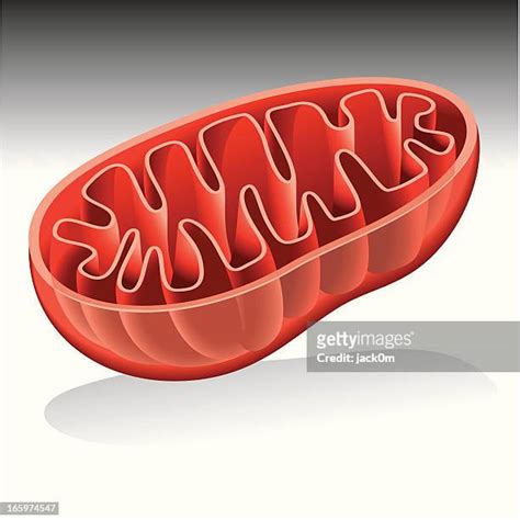 Mitochondria Vector Photos And Premium High Res Pictures Getty Images