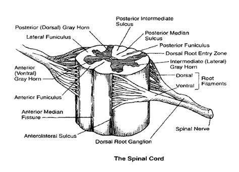 Anterolateral Sulcus Of Spinal Cord