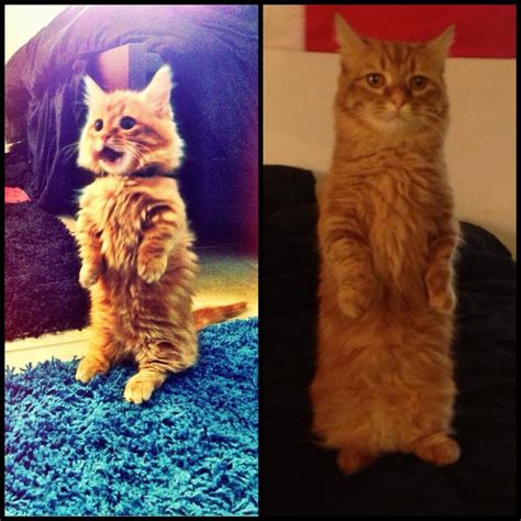 28 Cats Standing On Their Hind Legs