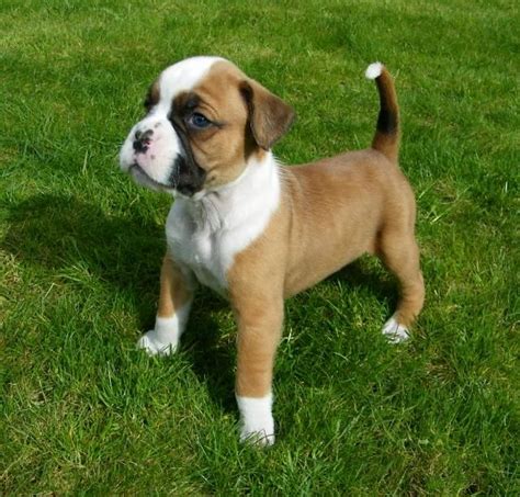 Boxer Puppies For Adoption Near Me Boxer Puppies For Sale In Chennai