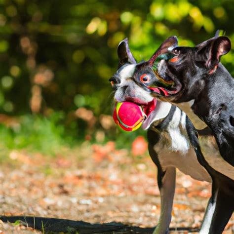 Understanding Boston Terrier Behavior Tips And Tricks