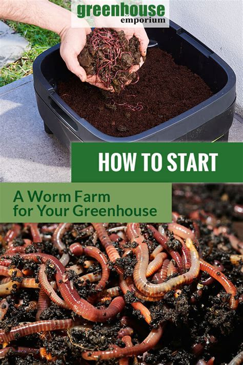 How To Start A Worm Farm For Your Greenhouse