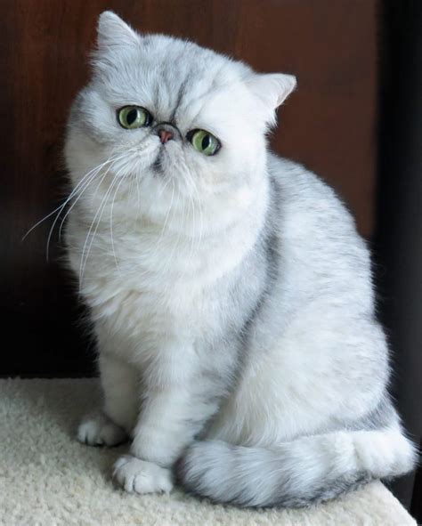 Top 10 Most Beautiful Cats In The World 2019 Apzomedia