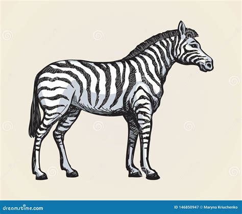 Zebra Vector Drawing Stock Vector Illustration Of Cartoon 146850947
