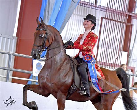 Champions Crowned At 2018 National Show Horse Finals Us Equestrian