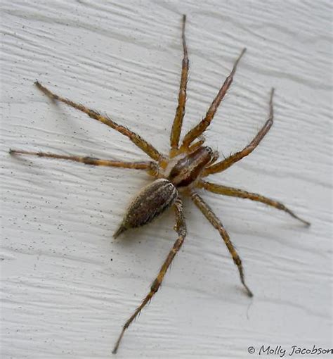 Very Large Grass Spider Agelenopsis Bugguidenet