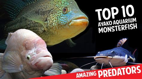 Top 10 Monster Fish For Aquarium Aquarium Views