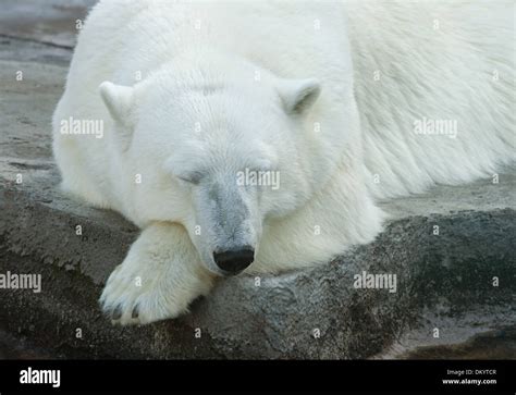 Sleeping Polar Bear In The Moscow Zoo Stock Photo Alamy