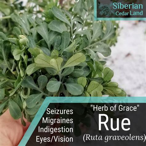 Rue Herb Of Grace Ruta Graveolens Benefits Uses Preparation Safety