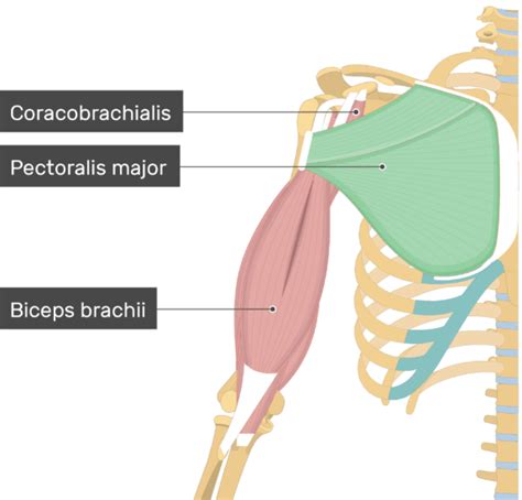 Surgical treatment of fractures of the pectoralis major muscle and tendon. Pectoralis Major Muscle - Attachment, Action & Innervation