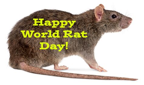 Happy World Rat Day By Uranimated18 On Deviantart