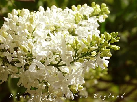 White Lilacs Nature Photography Lilac Photography