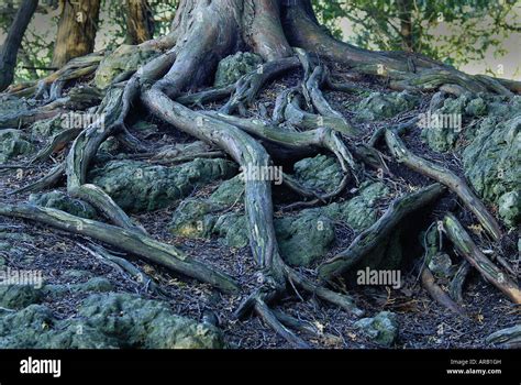 Cedar Tree Roots Stock Photo Alamy