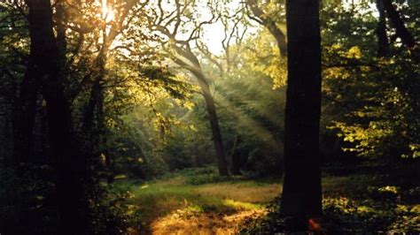 Epping Forest Open Space