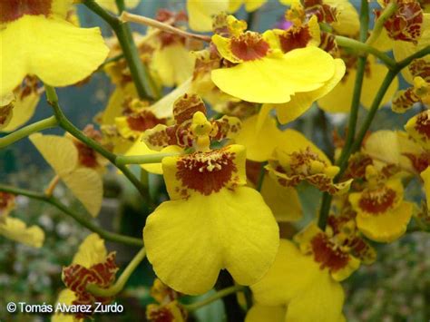 Oncidium Altissimum Híbrido Photo Tomas Alvarez Photos At