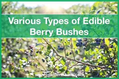 11 Best Types Of Edible Berry Bushes For Your Yard Smart Garden And Home