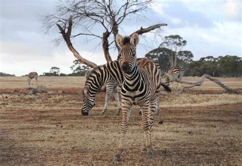 Zebra Naming Competition - Monarto Safari Park