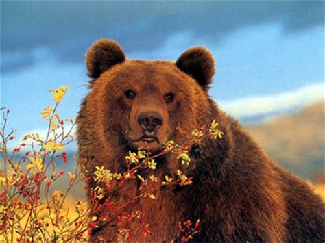 However, the word bear means many things to different people, even within the bear movement. GRIZZLY BEARS - Bears Of The World