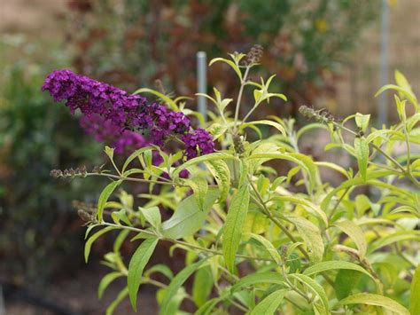 Maybe you would like to learn more about one of these? Butterfly Bush Care and Maintenance - Garden Mandy