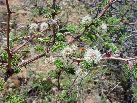 Mimosa Aculeaticarpa Catclaw Mimosa World Of Flowering Plants