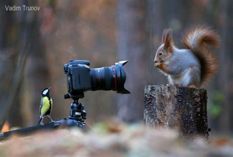 Cute Wild Squirrels Show Off For The Camera Demilked