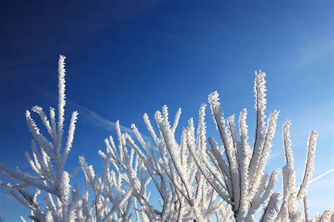 Hoar Frost Free Stock Photo Public Domain Pictures