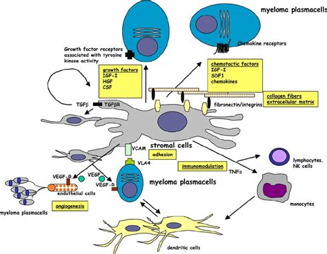 The Bone Marrow Microenvironment In Multiple Myeloma Pathogenesis Download Scientific Diagram