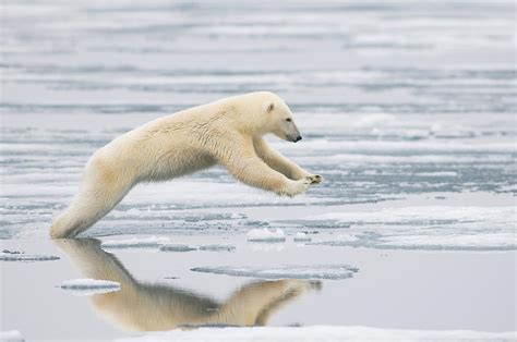 Polar Bear Sow Leaps Across The Ice Photograph By Steven Kazlowski Pixels