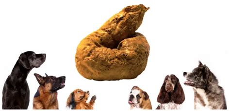 Top 10 Dog Poop Yellow After Chicken And Rice You Need To Know