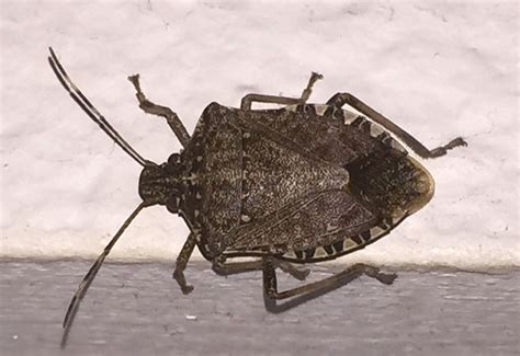 Brown Marmorated Stink Bug Whats That Bug