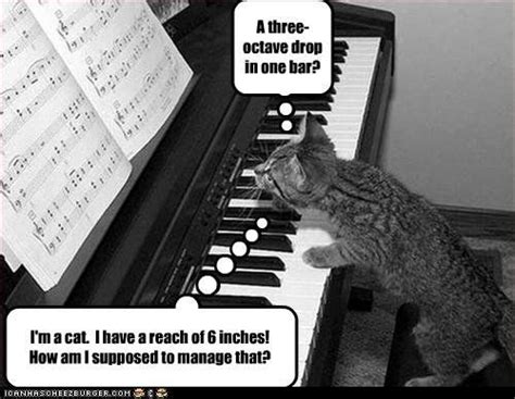 Piano Cat Music Humor Laugh Cartoon Husky Funny