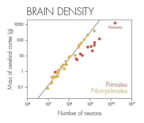 How Humans Evolved Supersize Brains Quanta Magazine Neurons