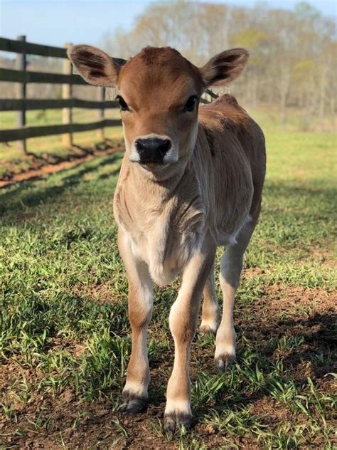 Pin By Theresa Dieck On Country Life Cute Baby Cow Baby Cows Cow