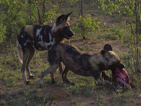 Maybe you would like to learn more about one of these? TALK: PROTECTING SOUTH AFRICA'S LAST FREE-ROAMING WILD ...