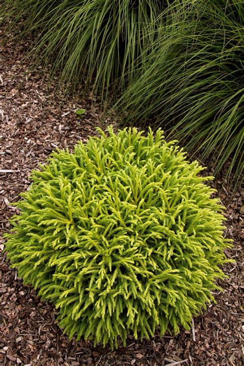 Cryptomeria Little Diamond Just Planted This Dwarf Conifer In My