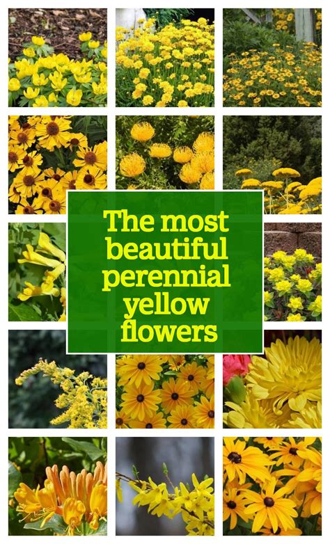 The Most Beautiful Perennial Yellow Flowers To Add Color To Your Garden