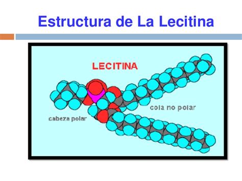 Las lectinas son compue stos proteicos que se encuentran en casi todas las plantas y animales. Desgomado