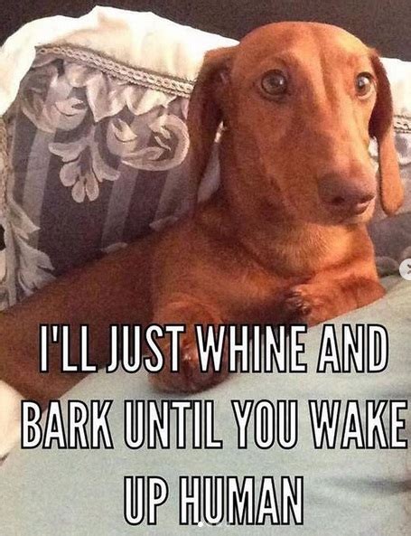 15 Funny Dachshund Memes That Will Make You Laugh The Paws