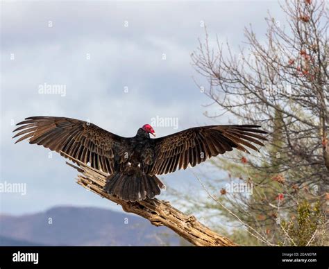 Adult Turkey Vulture Cathartes Aura Drying Its Wings Sierra San