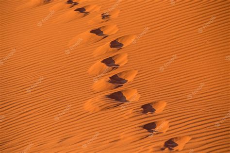 Premium Photo Camels Footprints On The Orange Sand In Wadi Rum