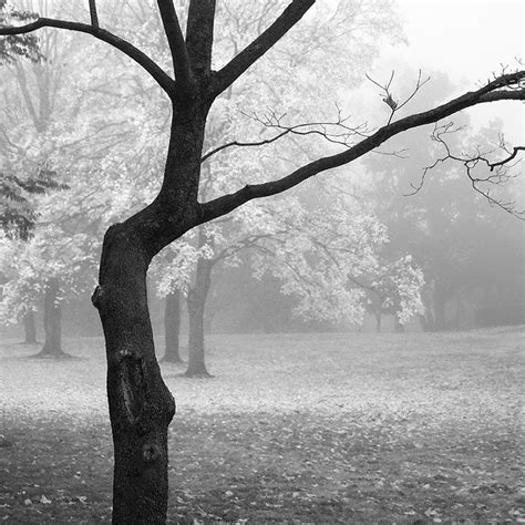 Foggy Autumn Morning Square Format Dsc00297 Outside Wall Art