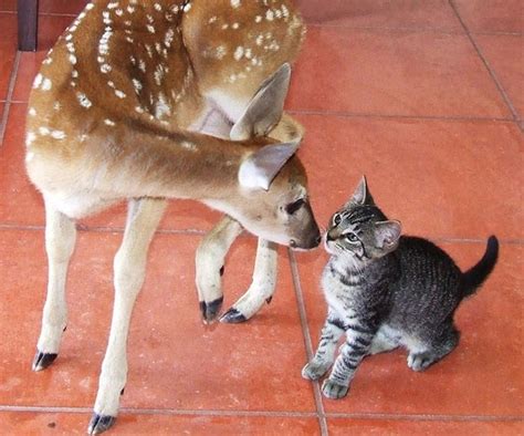 Kitty And Deer Friendship Starts With A Kiss Love Meow Kitty Cute