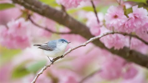 Nice Small Bird On Branch 4k Images Hd Wallpapers