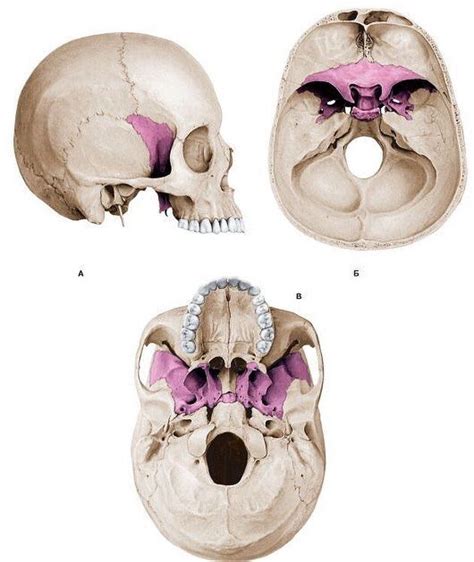 The Sphenoid Bone Sits In The Center Of Our Skull It Is Very Much A