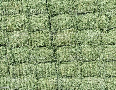 Freshly Harvested Alfalfa Stacked In Bales Stock Photo Download Image