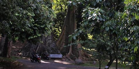 Cerita Pohon Jodoh Di Kebun Raya Bogor Merdeka Com