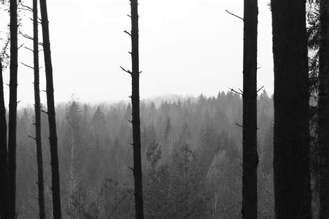 무료 이미지 나무 자연 숲 분기 눈 겨울 검정색과 흰색 목재 안개 햇빛 아침 날씨 어둠 검은 단색화