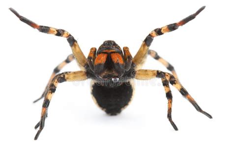 Aggressive Spider With Poison Drops Stock Image Image Of Aggresive