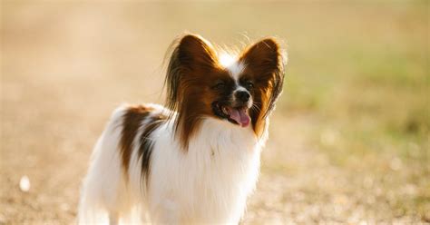 Papillon Dog Breed Information A Comprehensive Guide