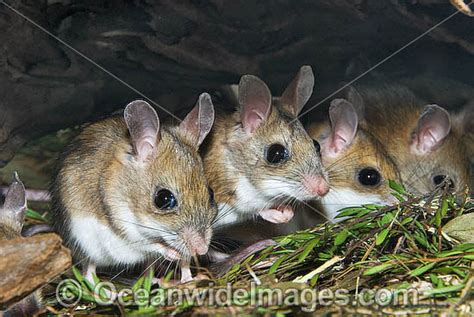 There are hundreds of types of mice, divided into subfamilies of either old world or new world species. Hopping Mice | Ms Tammy's Class